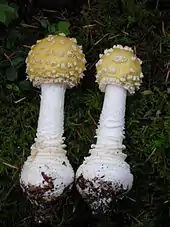 Amanita muscaria stipe bulbeux