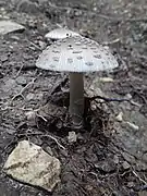 Amanite étranglée (Amanita ceciliae), non toxique mais à rejeter.