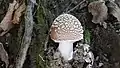 Amanita spissa