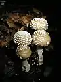 Amanita pantherina