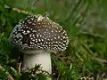 Amanita spissa, différentiable d'Amanita pantherina par son anneau strié.