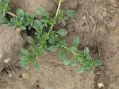 Description de l'image Amaranthus blitoides RF.jpg.