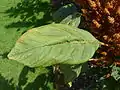 Feuille d'Amaranthus hypochondriacus.