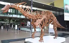 Genre apparenté Amargasaurus , dont les épines neurales allongées de la même manière ont été comparées à celles de Bajadasaurus