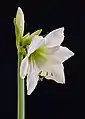 Fleur du Hippeastrum. Janvier 2021.