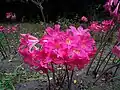 Fleurs d'Amaryllis belladonna