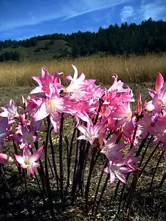 Amaryllis belladonna