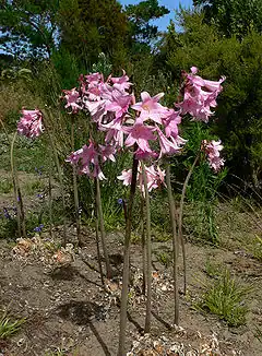 Floraison d'Amaryllis belladonna, avant le feuillage
