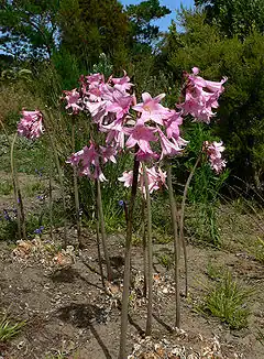 Floraison dans un jardin