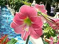 Fleurs d'un cultivar d'Hippeastrum