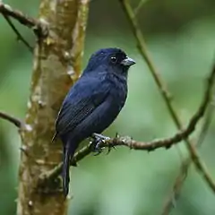 Sporophile noirâtre mâle (Amaurospiza moesta)