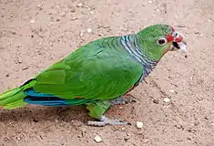 Amazone vineuse (Amazona vinacea)