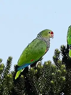 Description de l'image Amazona vinacea Vinaceous-breasted Parrot; Urupema,Santa Catarina, Brazil (cropped).jpg.