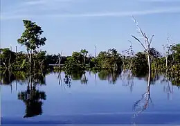 Forêt inondée entre les frontières administratives des municipalités d’Eirunepé, Envira et Ipixuna.