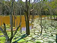 Aspect d'ensemble, en Amazonie