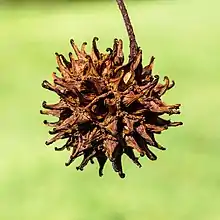 Une capsule ronde hérissée de pointes émoussées.