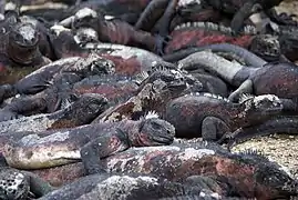 Une troupe d'iguanes marins.