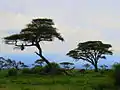 Parc national d'Amboseli.