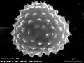 Grain de pollen au microscope électronique à balayage