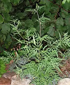 Petite herbe à poux