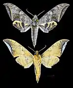 Ambulyx immaculata