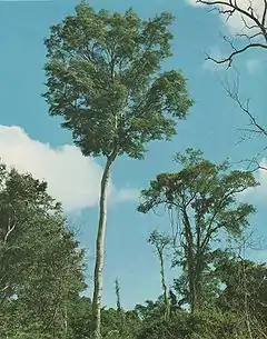 Chêne créole (Amburana cearensis)