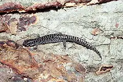 Description de l'image Ambystoma cingulatum USGS.jpg.