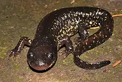 Description de l'image Ambystoma flavipiperatum 67940860 (cropped).jpg.