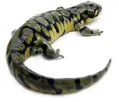 Description de l'image Ambystoma mavortium1.jpg.