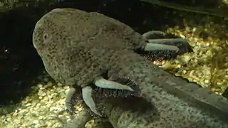 Axolotl élevé dans la ménagerie du jardin des plantes de Paris (France).