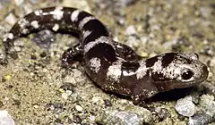 Salamandre marbrée (Ambystoma opacum)