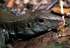 Description de l'image Ameiva fuscata at Roseau-c06.jpg.