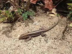 Description de l'image Ameiva polops St. Croix Ground Lizard.JPG.