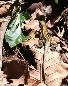 Description de l'image Ameiva quadrilineata, Costa Rica.JPG.