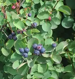 Apex obtus de feuilles d'amélanchier à feuilles d'aulne