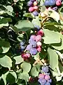 Feuilles et fruits