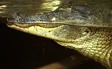 Description de l'image American-alligator-florida-aquarium-tampa.jpg.