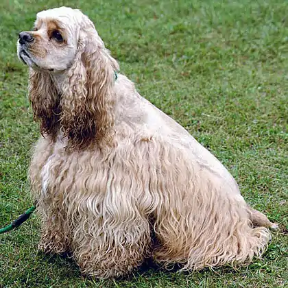 Cocker spaniel américain