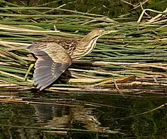 Description de l'image American Bittern.jpg.