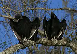 Urubu noir (Coragyps atratus)