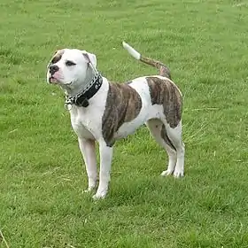 Bouledogue américain bicolore bringé