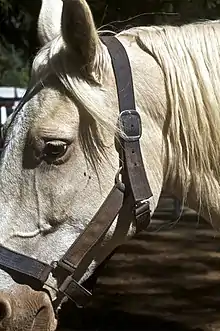 Gros plan sur la tête d'un cheval de couleur crème.