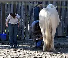 Cheval de coueur crème vu de dos, une femme blanche regarde un homme noir qui lui nettoie un pied.