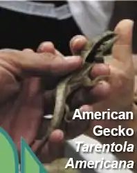 Description de l'image American Gecko in Cuba -- Tarentola Americana.jpg.