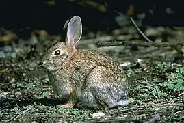Description de l'image American Rabbit.jpg.