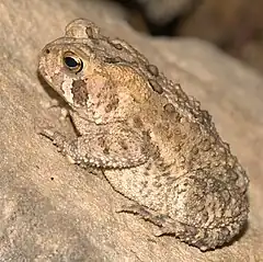 Description de l'image American_Toad,_Maryland.jpg.