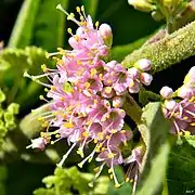 Callicarpa americana, fleurs