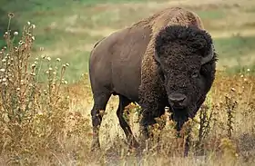 Bison des plaines (Bison bison bison).