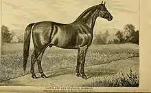 Gravure représentant un cheval nu de profil dans un paysage de campagne.
