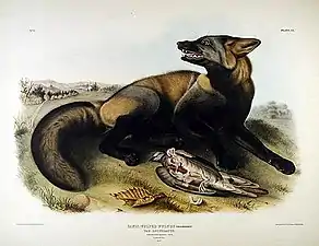 Illustration d'un renard croisé des années 1840, par Audubon et Bachman.